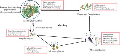 Microplastic effects in aquatic ecosystems with special reference to fungi–zooplankton interaction: identification of knowledge gaps and prioritization of research needs